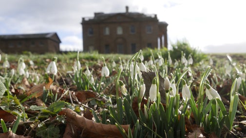 Snowdrops surrounded by brown leaves and blades of grass. Out of focus in the background is Berrington Hall from the side.